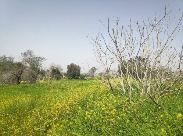 صور من أراضي قرية قسطينة والمستوطنات التي أسست على أراضيها