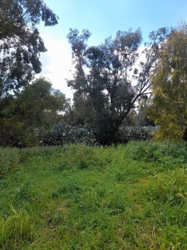 قرية كرتيا في الوقت الحالي بعدسة: عبد الله أحمد