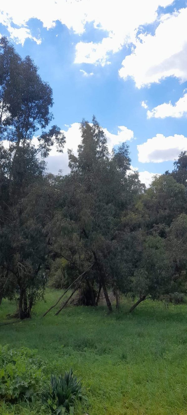 قرية كرتيا في الوقت الحالي بعدسة: عبد الله أحمد