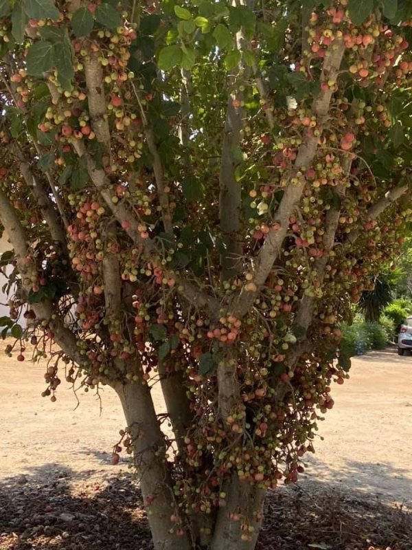 صور حديثة من أراضي قرية هربيا، نقلاً عن موقع هربيا نت https://www.herbya.net/?m=1