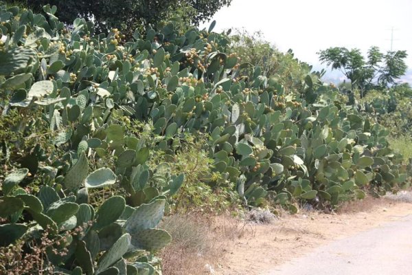 صور حديثة من أراضي قرية هربيا، نقلاً عن موقع هربيا نت https://www.herbya.net/?m=1