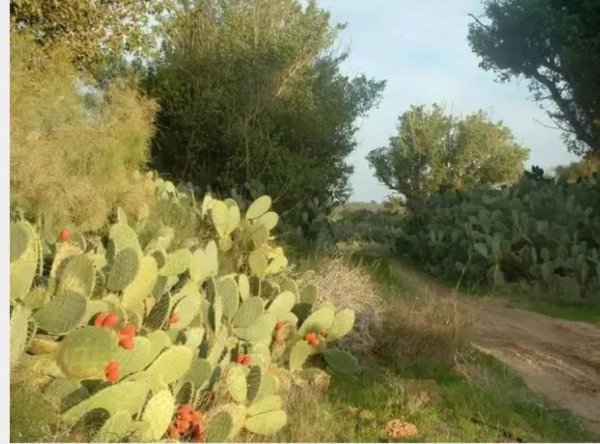 صور حديثة من أراضي قرية هربيا، نقلاً عن موقع هربيا نت https://www.herbya.net/?m=1