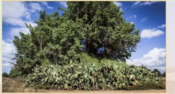 صور حديثة من أراضي قرية هربيا، نقلاً عن موقع هربيا نت https://www.herbya.net/?m=1