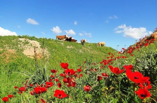 صور حديثة لقرية هوج المحتلة