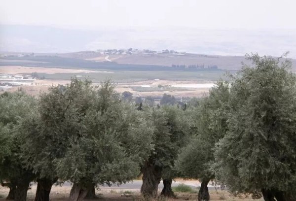 بساتين الزيتون في فرعم، نقلاً عن موقع فلسطين في الذاكرة