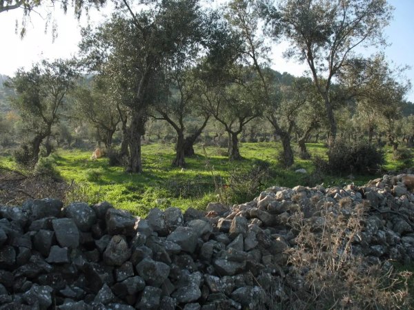 أنقاض قرية فرعم وتظهر كروم الزيتون في الخلف، نقلاً عن وقع فلسطين في الذاكرة