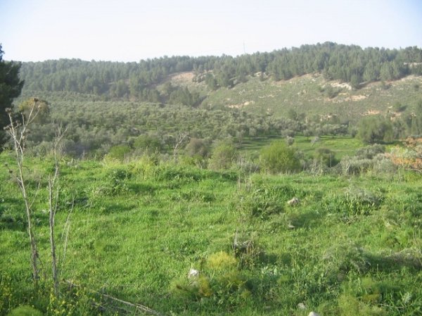 أراضي قرية فرعم، نقلاً عن موقع فلسطين في الذاكرة