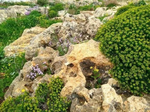 صور حديثة من موقع قرية فرعم المهجرة