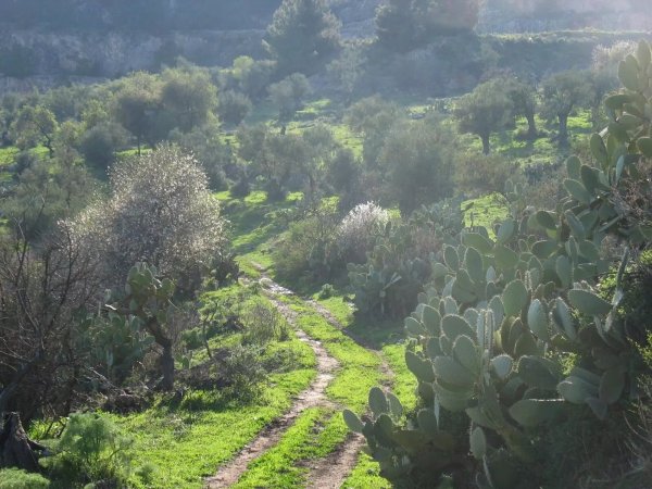 الطريق الواصلة إلى فرعم، تتوزع على جانبي الطريق أشجار الزيتون والصبر، نقلاً عن موقع فلسطين في الذاكرة