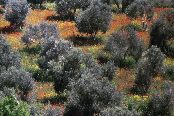  | موسوعة القرى الفلسطينية