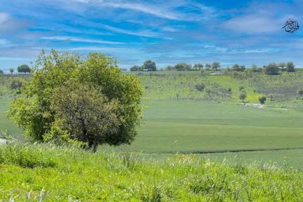 من قرى حيفا المهجرة ( البطيمات - خبيزة - الغدير ) تصوير فادي جبر