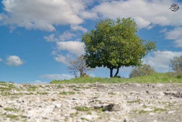 من قرى حيفا المهجرة ( البطيمات - خبيزة - الغدير ) تصوير فادي جبر