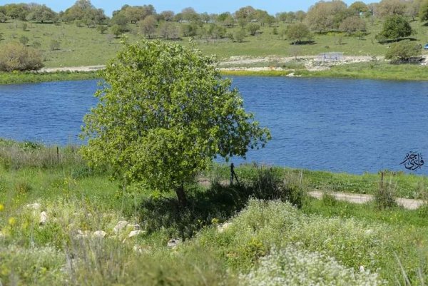 من قرى حيفا المهجرة ( البطيمات - خبيزة - الغدير ) تصوير فادي جبر