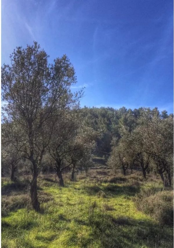 زيتون أراضي قرية بيريا، نقلاً عن موقع فلسطين في الذاكرة