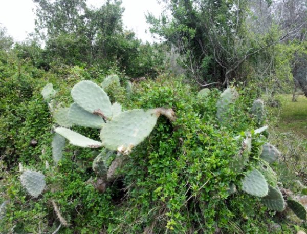 من أراضي قرية جبع