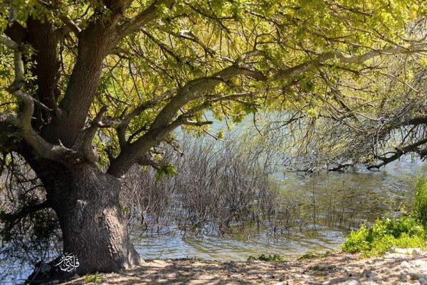  | موسوعة القرى الفلسطينية