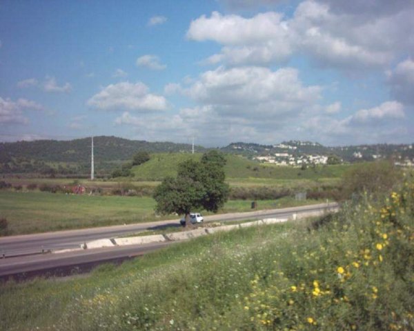 شجرة في منتصف الشارع في خربة الدامون