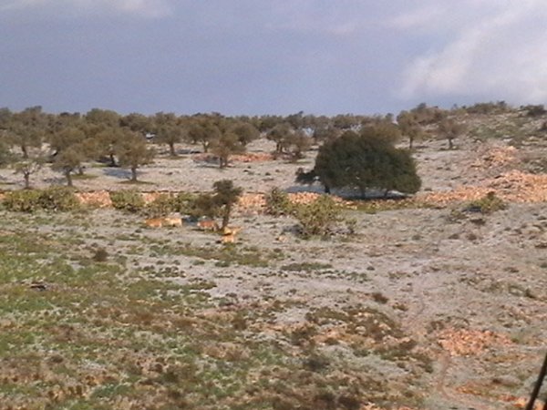  | موسوعة القرى الفلسطينية