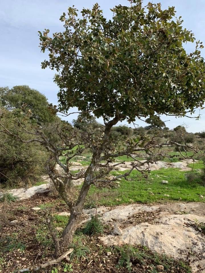  | موسوعة القرى الفلسطينية