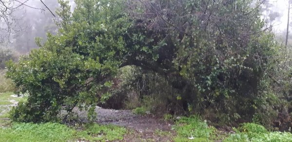 أراضي قرية مارون بعدسة قيس فحماوي