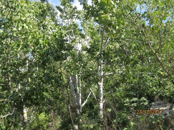 أشجار الحور في وادي ميرون، بالقرب من النبع في قرية ميرون المُهجرة بعدسة سهيل مخول