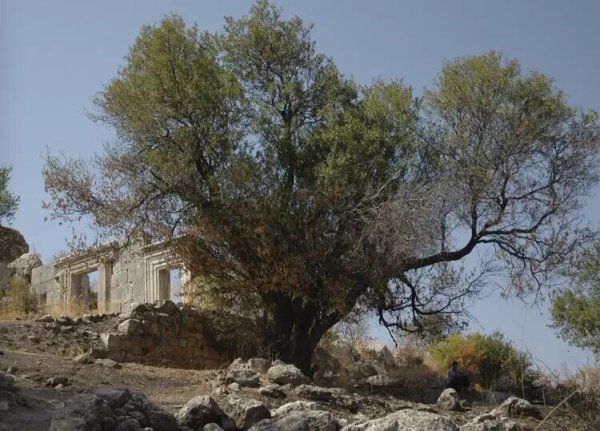 شجرة قديمة في قرية ميرون نقلاً عن موقع فلسطين في الذاكرة