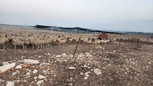  | موسوعة القرى الفلسطينية