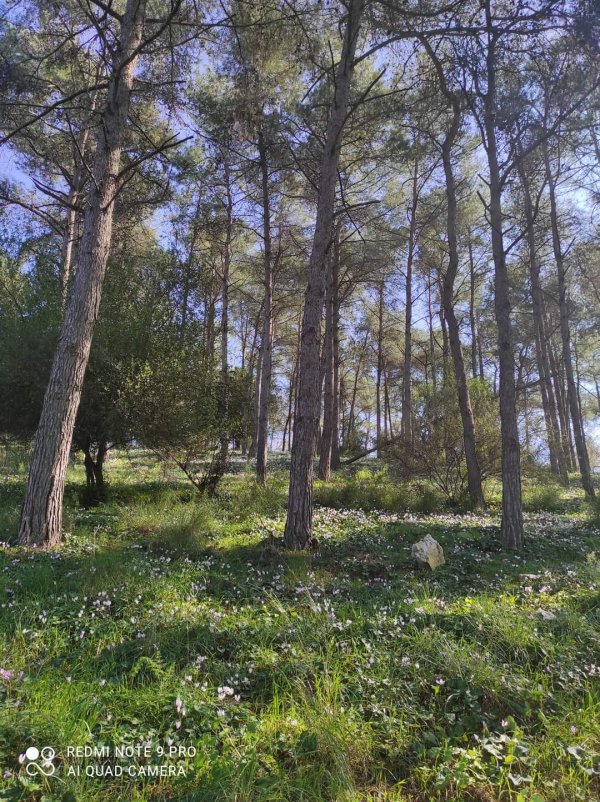  | موسوعة القرى الفلسطينية