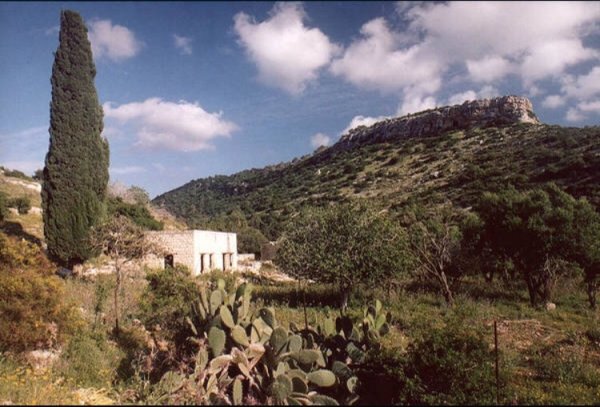 من أراضي قرية طيرة الكرمل