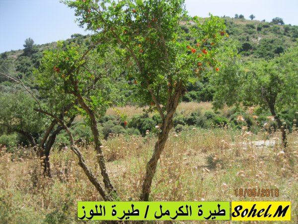 من أراضي قرية طيرة الكرمل