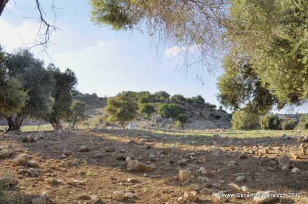 الزيتون في أراضي الياجور المحتلة