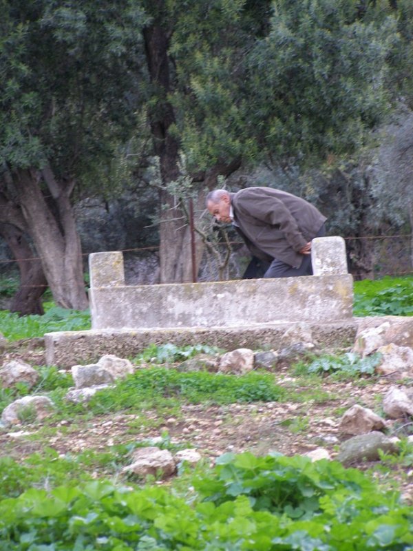 شجرة زيتون في قرية ياجور