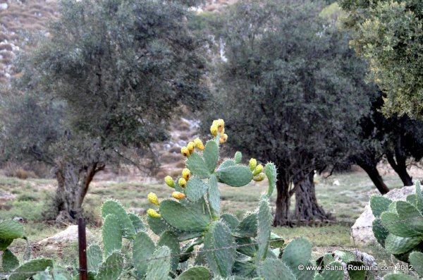 الصبر في أراضي الياجور المحتلة