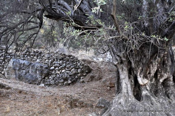 من أراضي قرية ياجور المهجرة