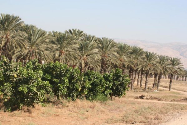 قرية الفاتور / بيسان