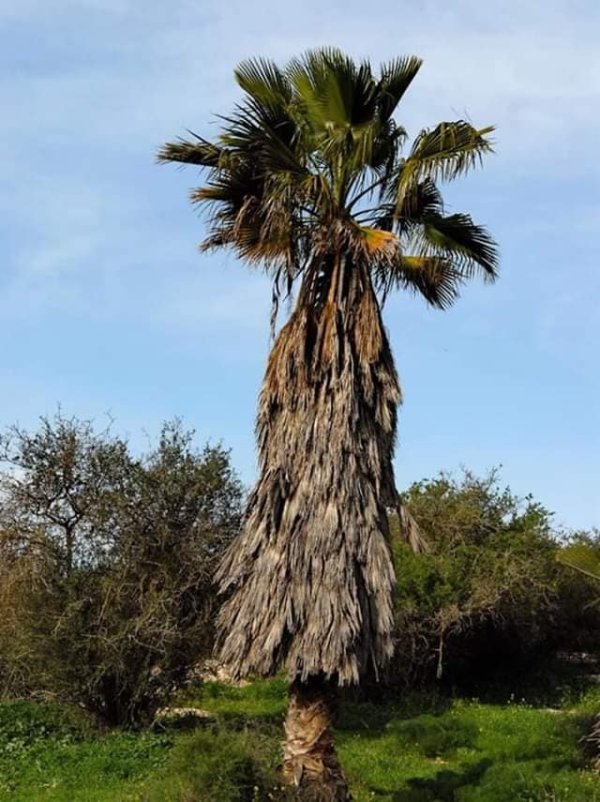 قرية الدوايمه