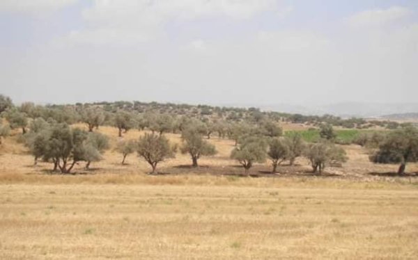 قرية الدوايمه