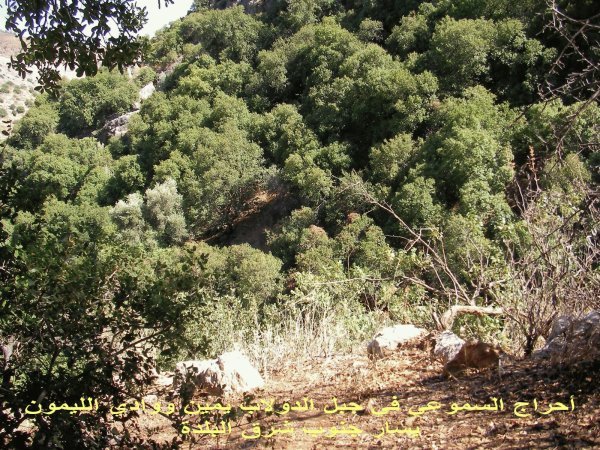 قرية سموعي/ المصدر: ابن القرية أغيد أشقر