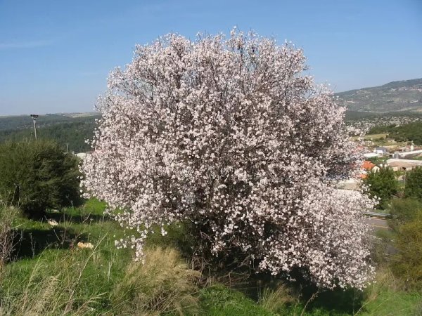 أزهار اللوز في أراضي قرية السموعي عام 2005، تصوير: مقبولة نصار