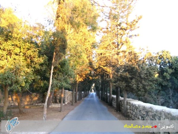 | موسوعة القرى الفلسطينية  | موسوعة القرى الفلسطينية
