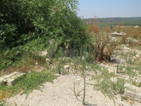 قرية جمزو / الرملة