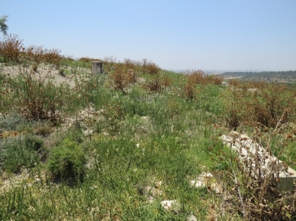 قرية جمزو / الرملة