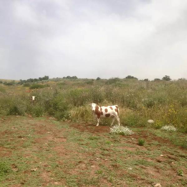 أراضي القرية