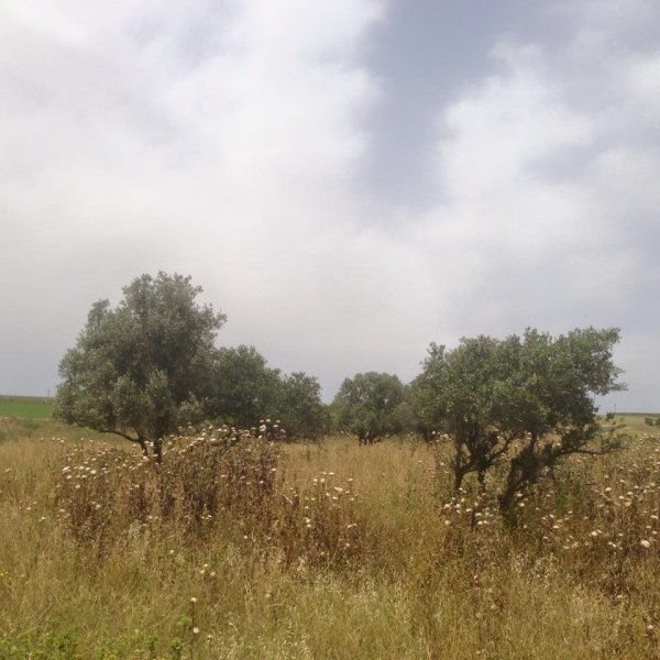 أراضي القرية