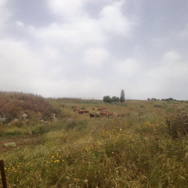 أراضي القرية