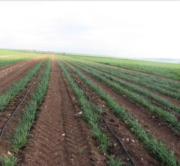 أراضي القرية