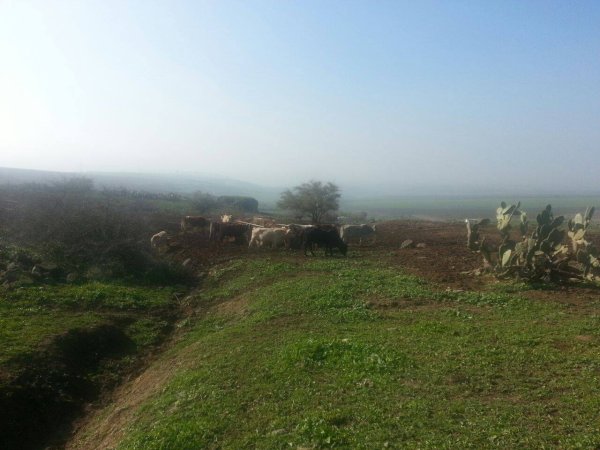  | موسوعة القرى الفلسطينية