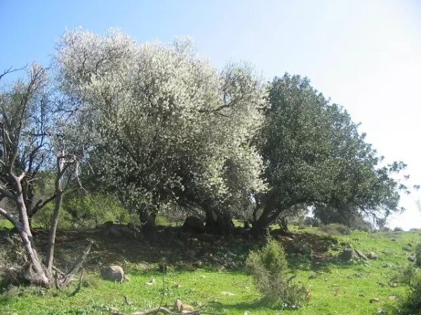  | موسوعة القرى الفلسطينية