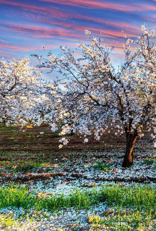 صور تفتح زهور اللوز  في قرية إذنا / الخليل . تصوير:  الأستاذ سعود عوض