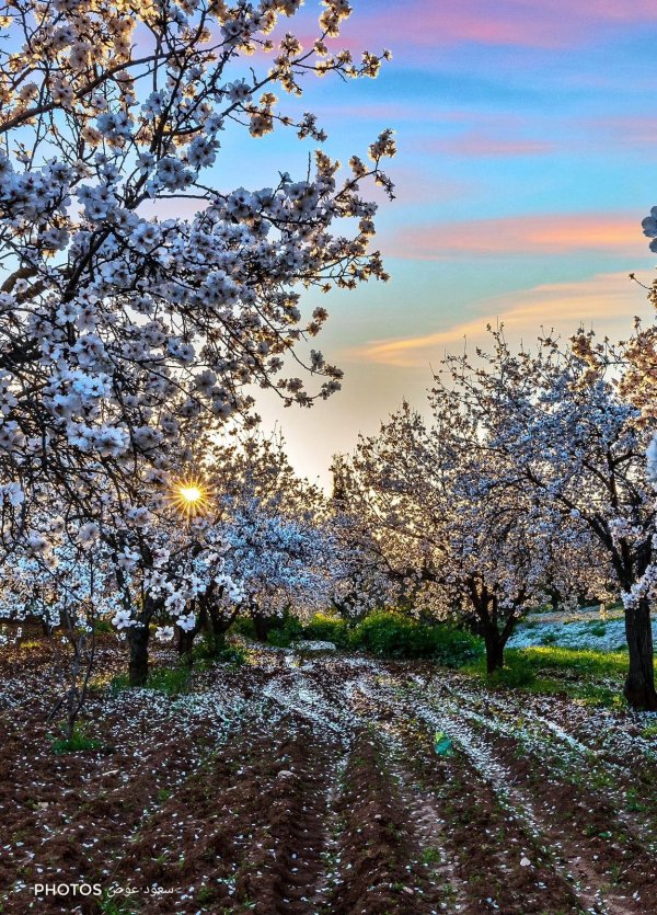 صور تفتح زهور اللوز  في قرية إذنا / الخليل . تصوير:  الأستاذ سعود عوض